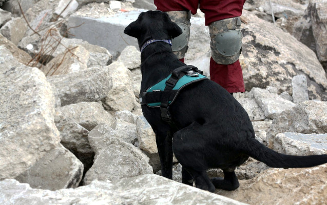 Ganon alerting to a human remains training hide in a pile of rubble