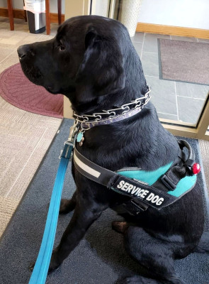 Ganon sitting politely with me in the waiting room at the doctor