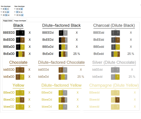 Sample puppy genotypes screen from my Labrador coat color tool